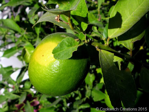 IMG_3714 copy IMG_3714 copy